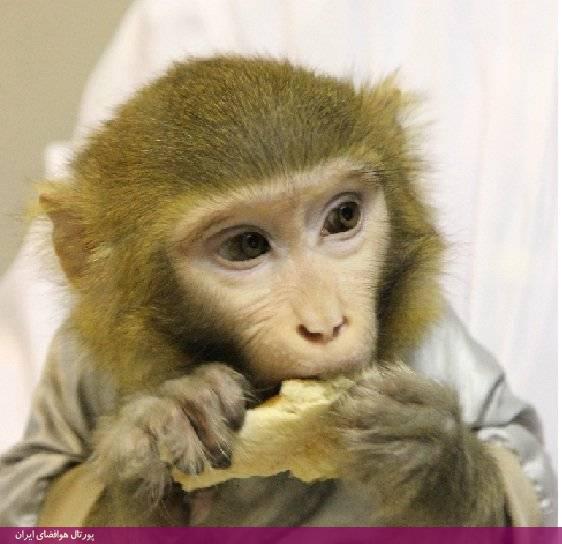 «پیشگام»، نخستین میمون فضایی ایران، همچنان در محل نگهداری خود سالم و سرحال روزگار می‌گذراند