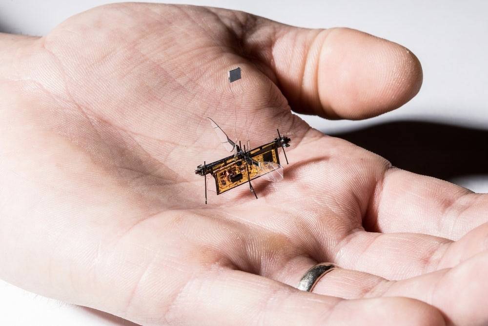 پرواز نخستین میکروربات حشره‌نما بدون نیاز به کنترل از راه دور
